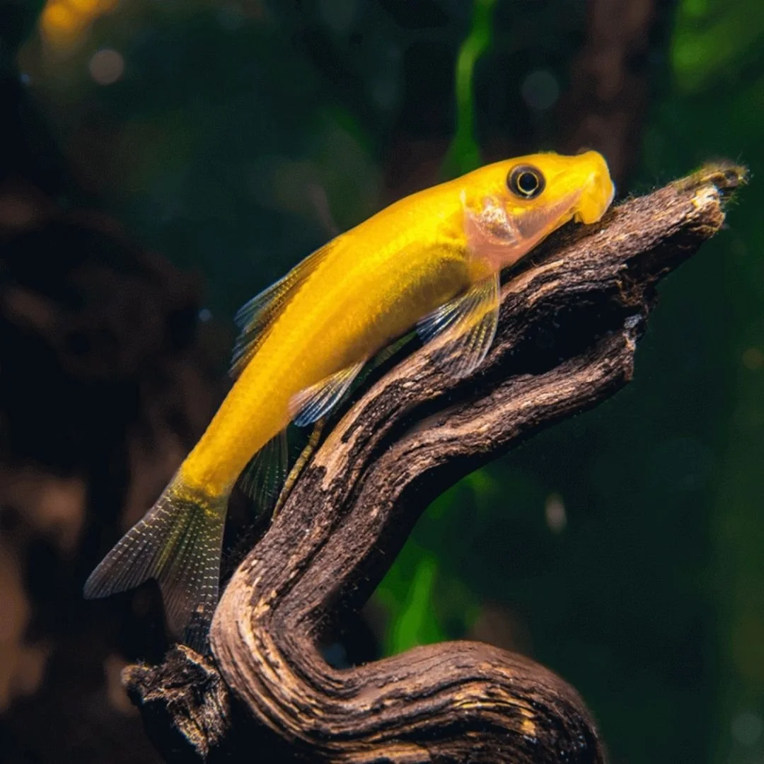 Gyrinocheilus Aymonieri - Gold Algae Eater.jpg