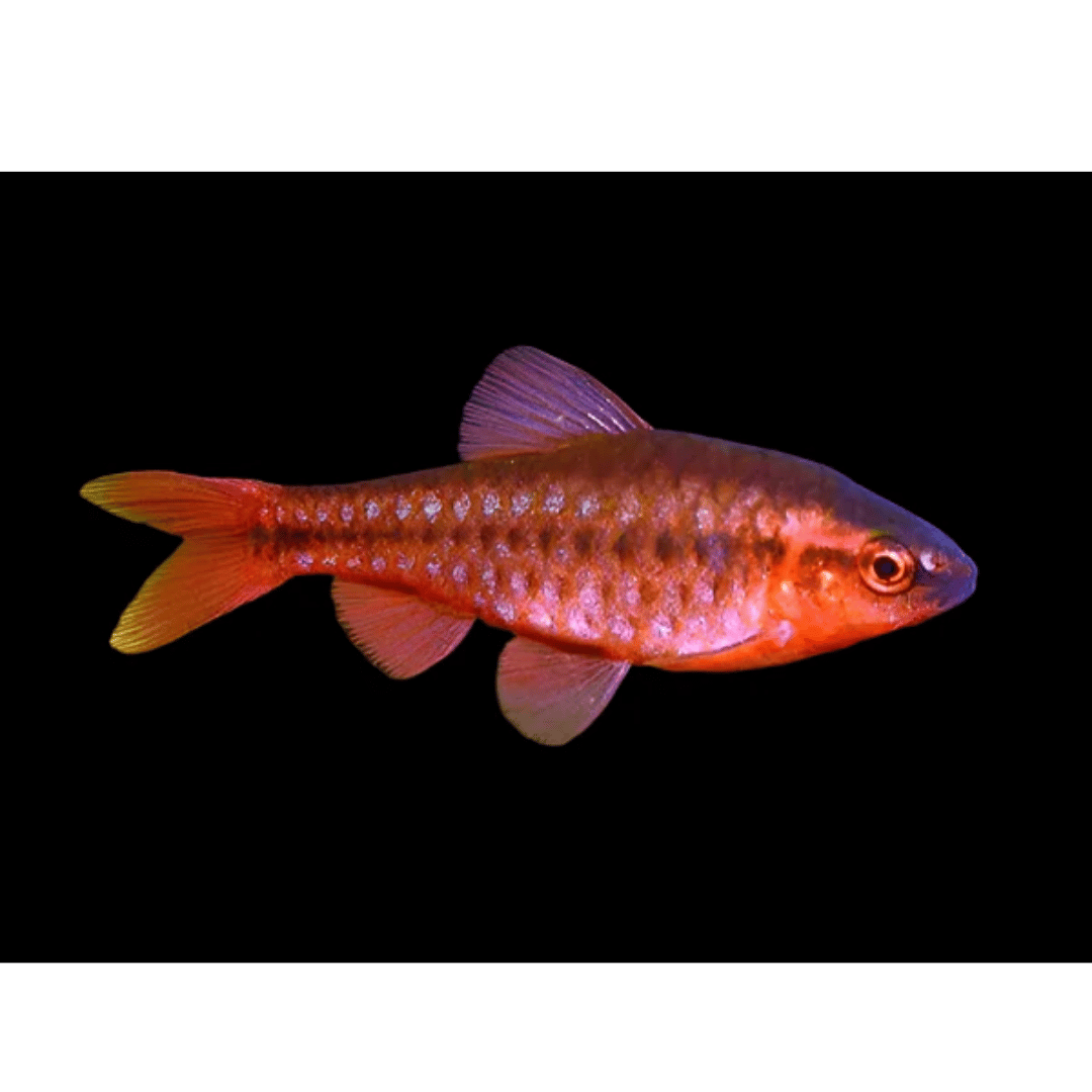 Puntius Titteya - Cherry Barbs
