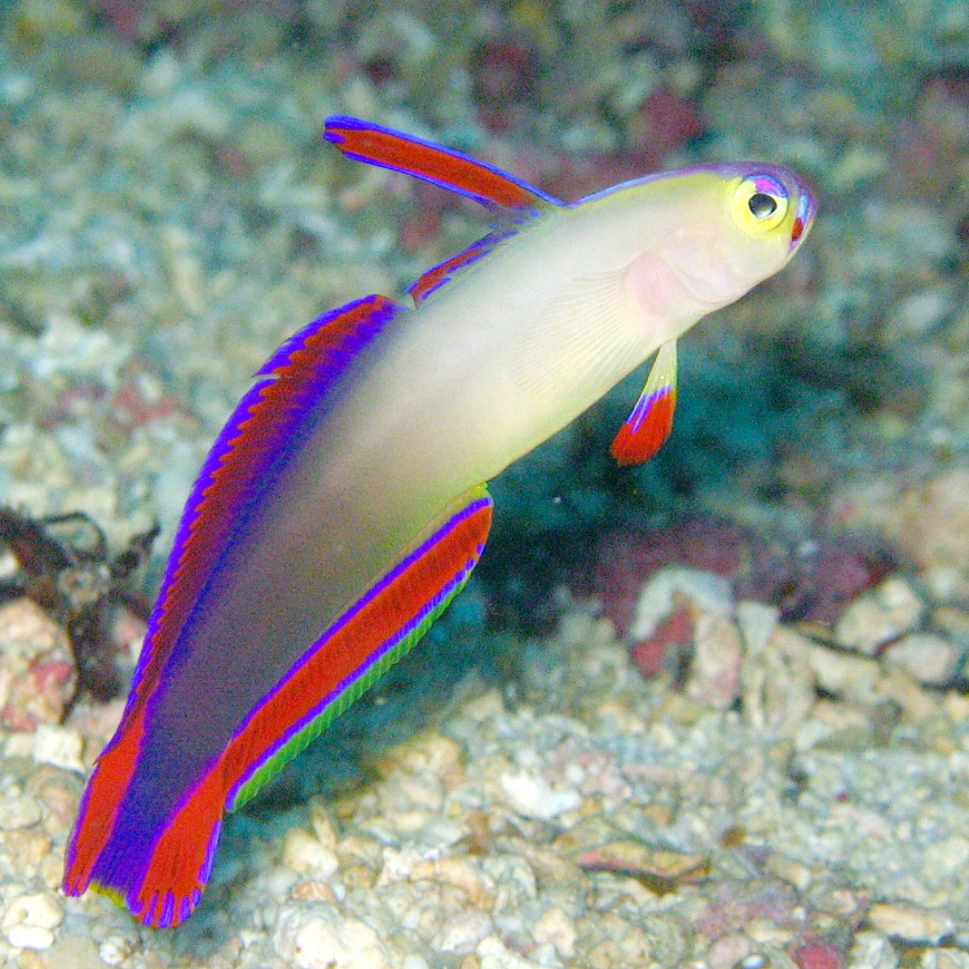 Nemateleotris Decora - Purple Firefish Goby