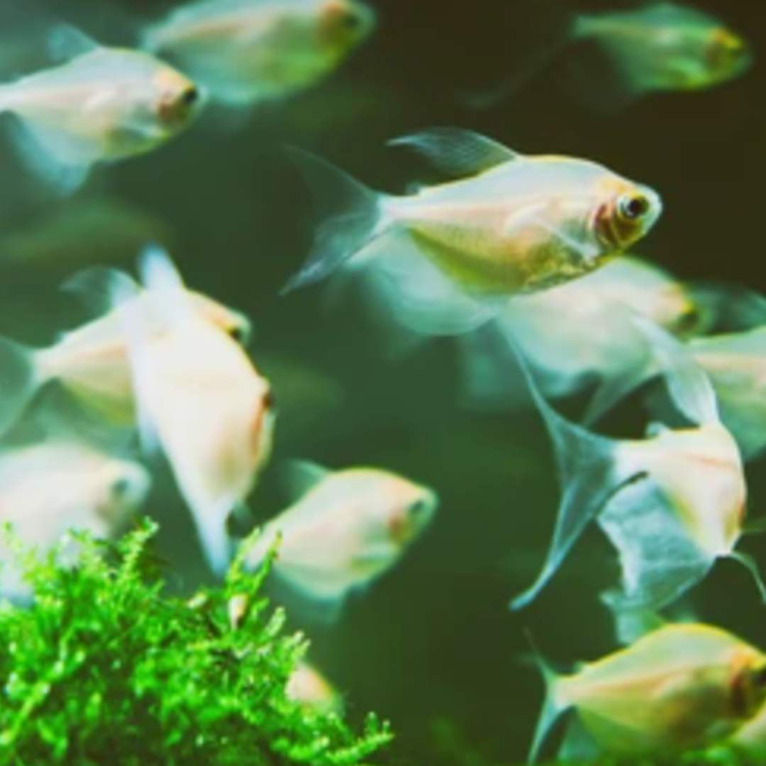 Gymnocorymbus Ternetzi - White Skirt Tetra