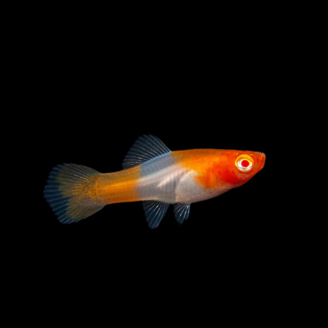 Xiphophrus Helleri - Albino Koi Kohaku Swordtail