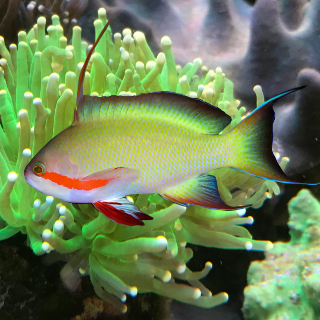 Pseudanthias Huchtii - Green Anthias- Female