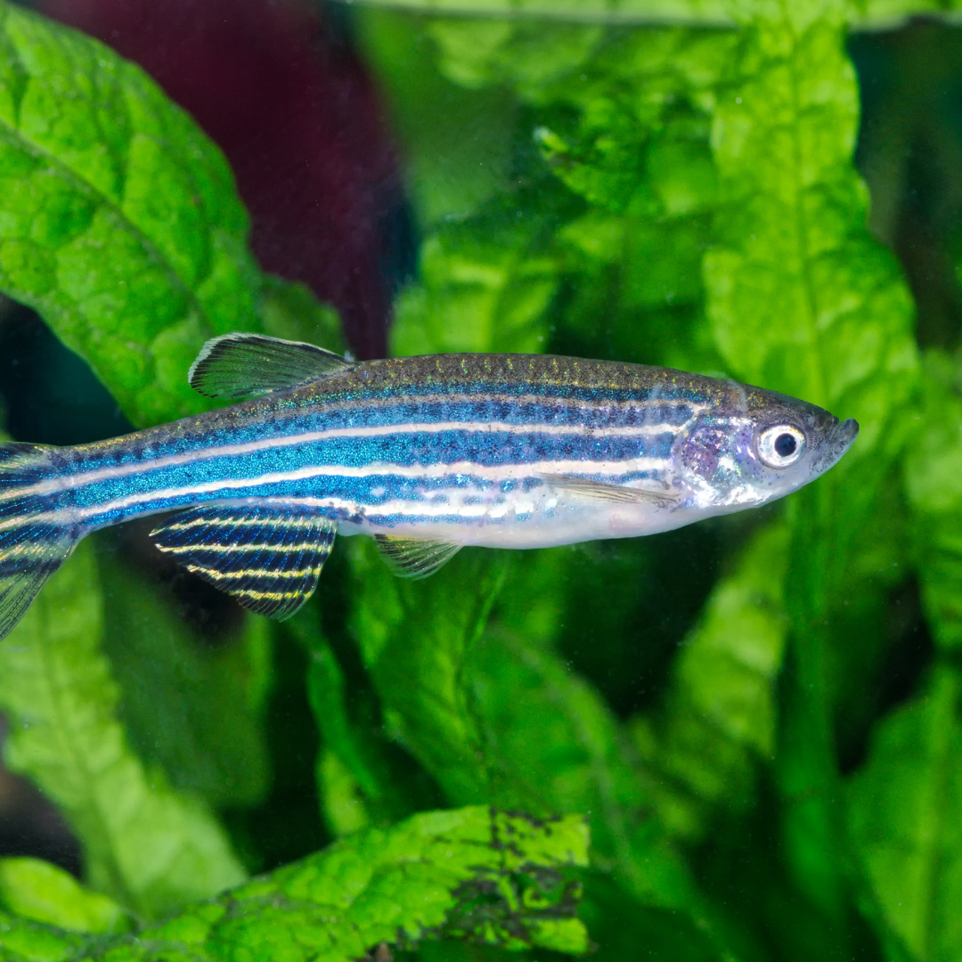Royal Blue Danio