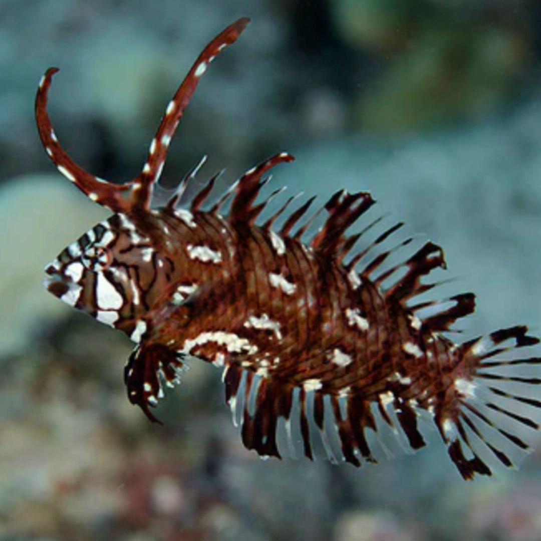 Novaculicthys Taeniourus - Dragon Wrasse