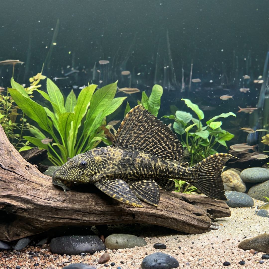 Pterygoplichthys Joselimaianus - Marble Sailfin Pleco