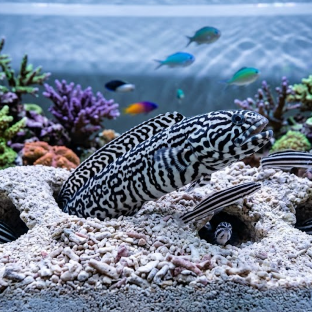 Pholidichthys Leucotaenia - Engineer Goby