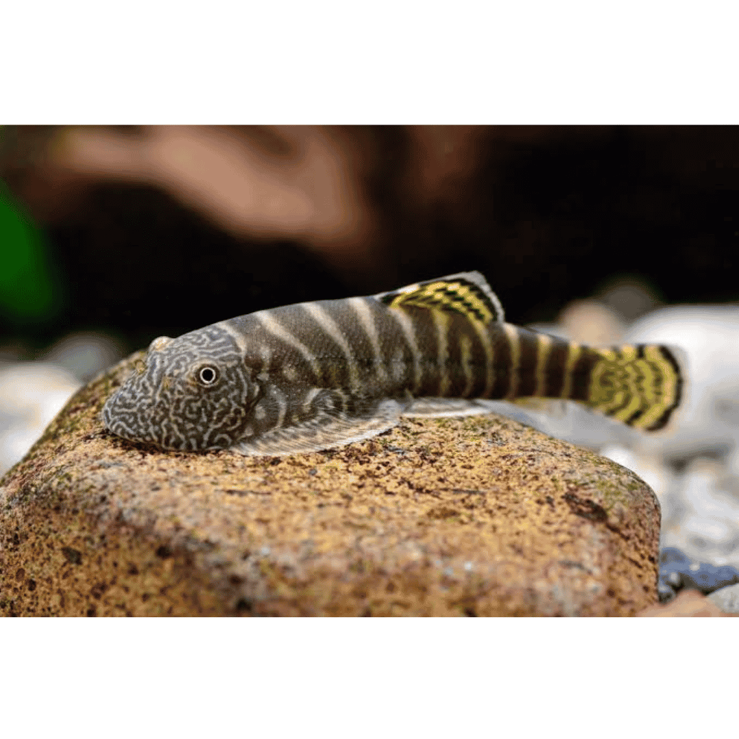 Yellow Finned Hillstream Loach - Gastromyzon Viriosus