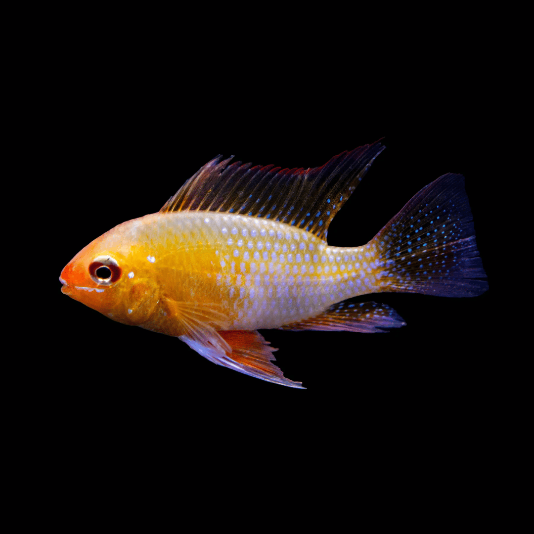 Mikrogeophagus Ramirezi - Gold German Ram