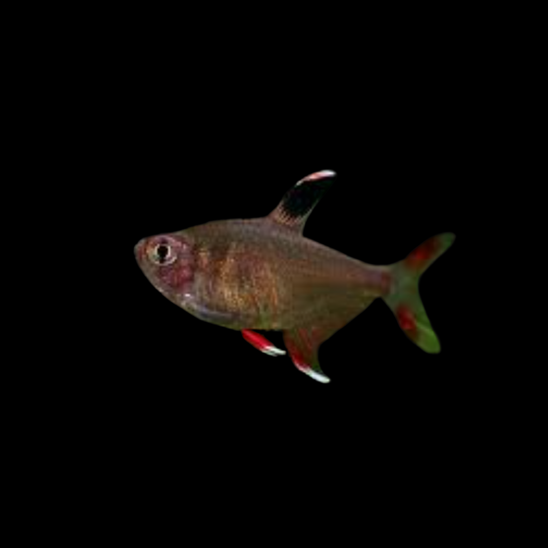 Hyphessobrycon Bentosi - Candy Cane Tetra