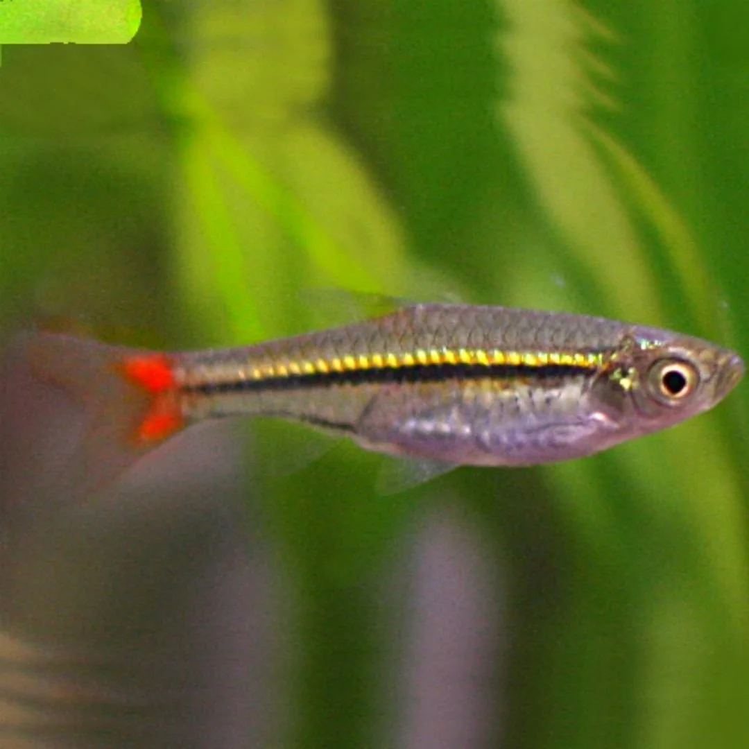 Rasbora Einthovenii - Brilliant Rasbora.jpg