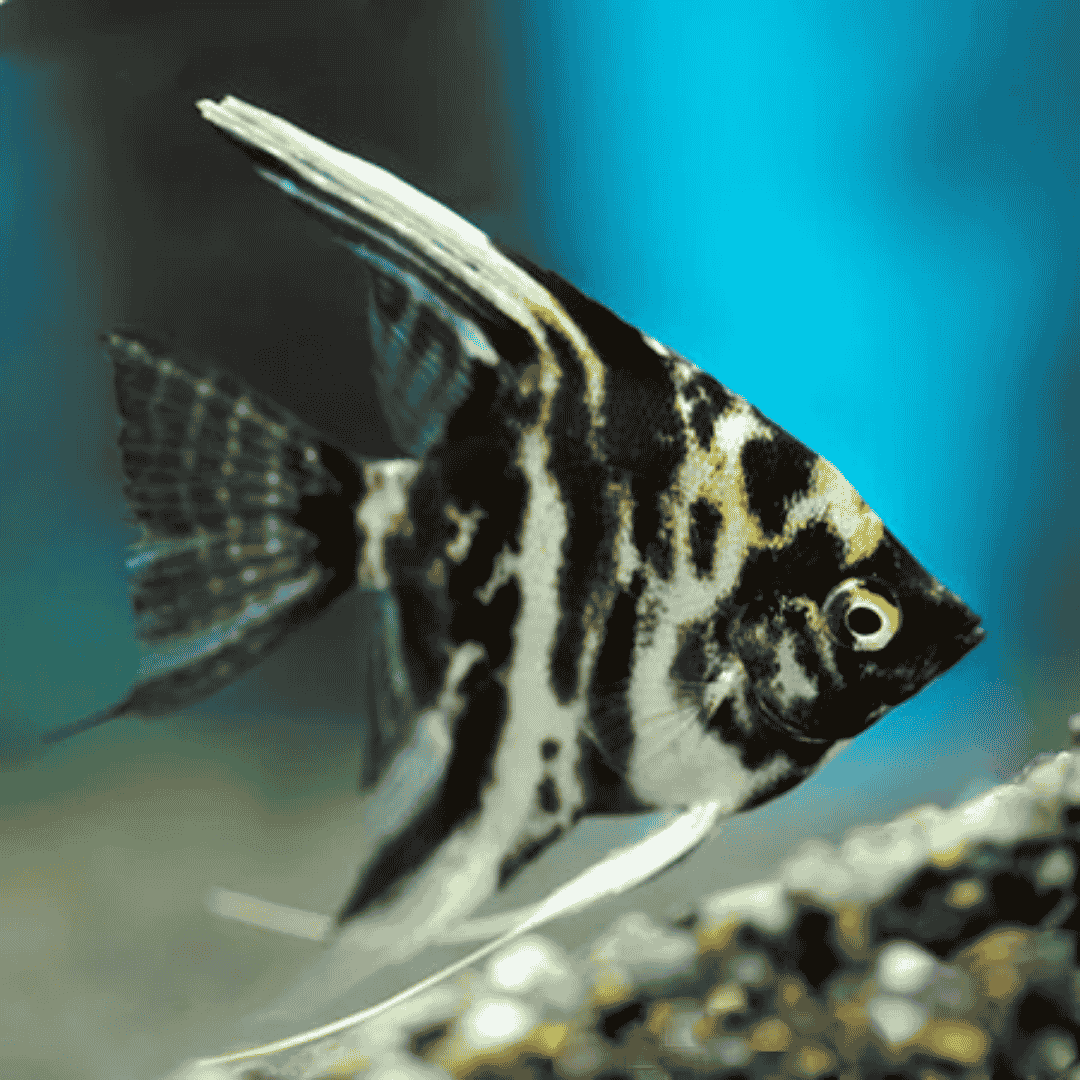 Pterophyllum Scalare - Marble Angel