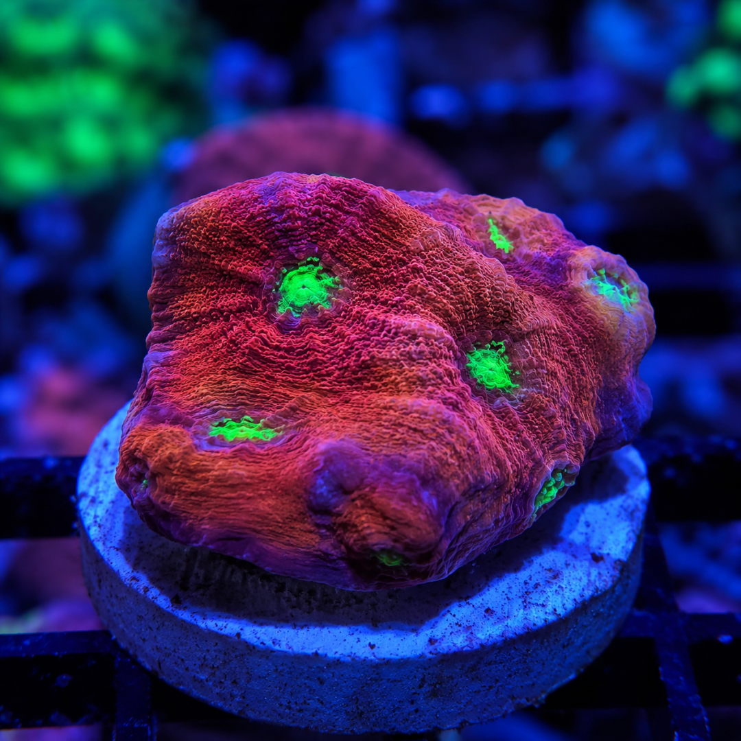 SS Chalice Coral Frag