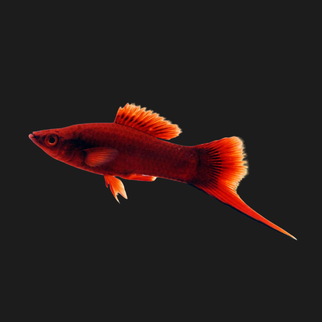 Xiphophrus Helleri - Red Albino Swordtail.png