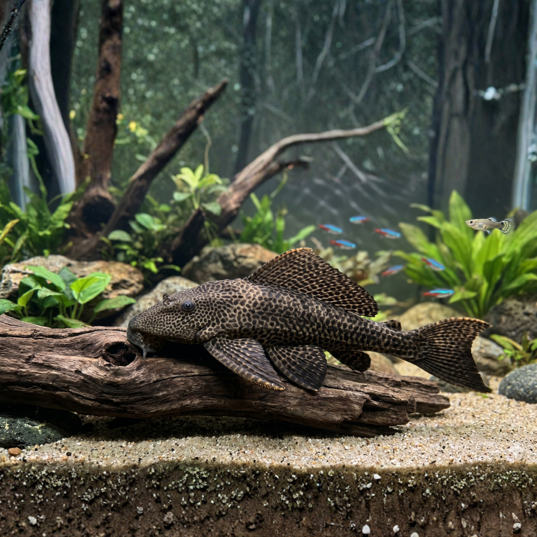 Hypostomus Plecostomus - Trinidad Pleco
