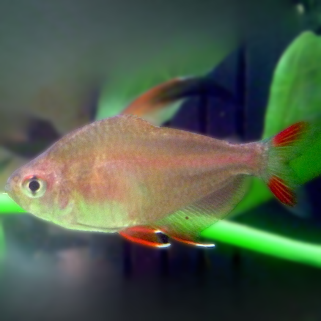 Hyphessobrycon Rosaceus - Rosy Tetra