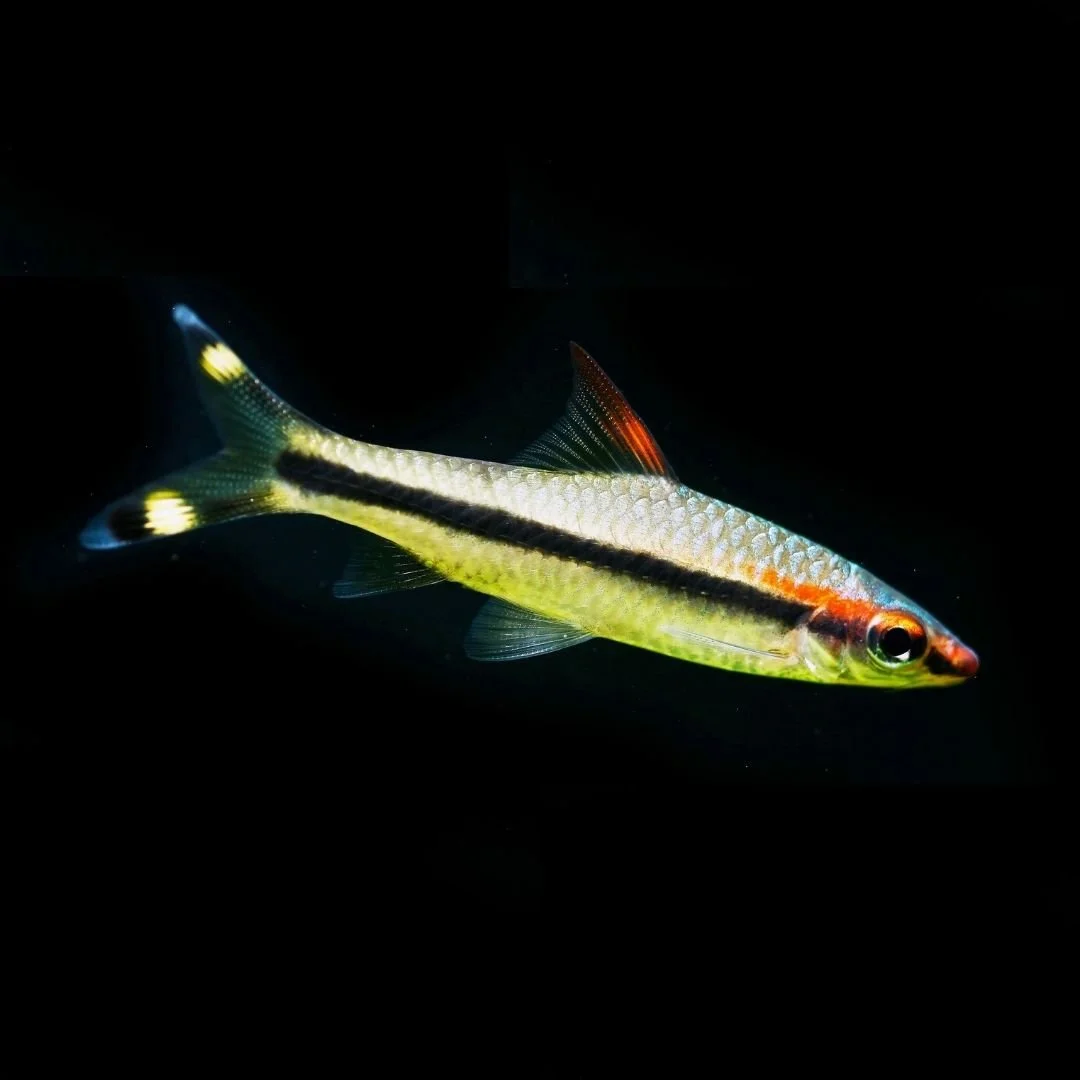 Puntius Denisonii - Roseline Shark.jpg