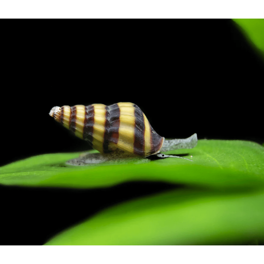 Anentome Helena - Assassin Snail.png