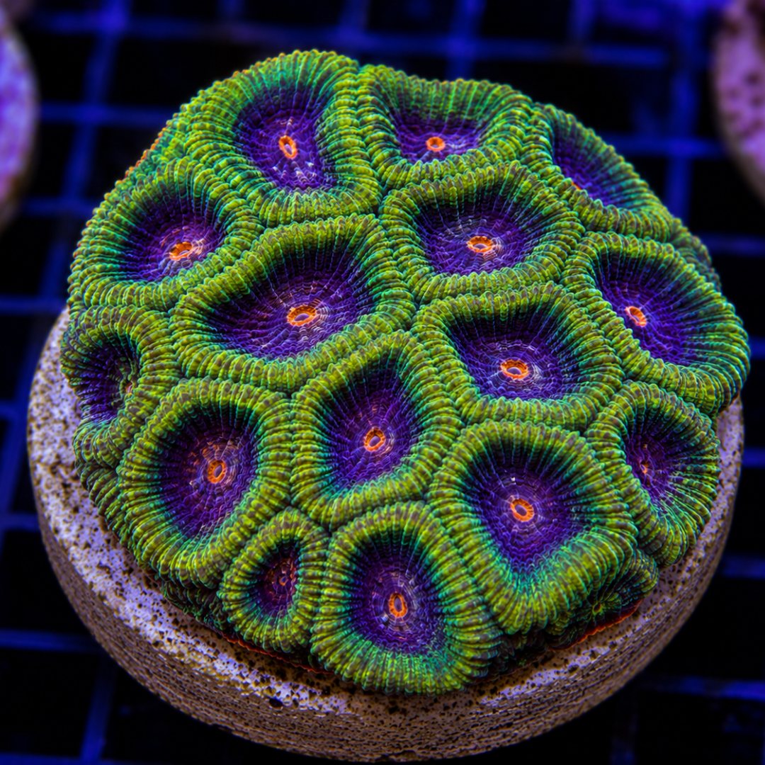 SS Favia Coral Frag