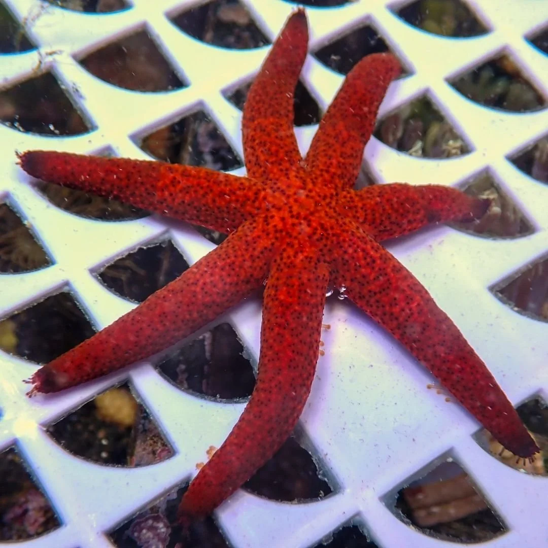 Echinaster Luzinicus - Red Luzon Sea Star