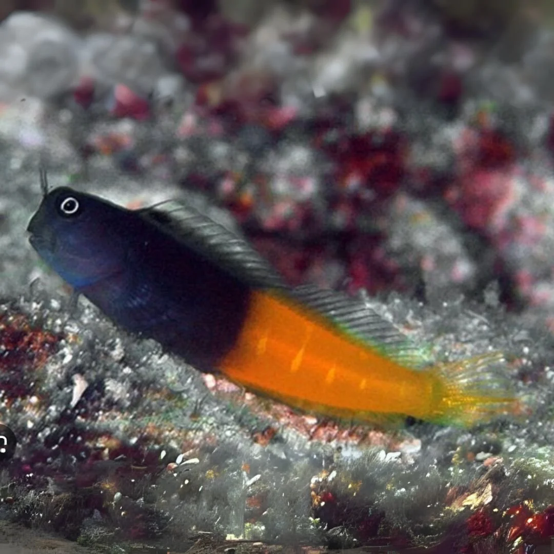 Bicolor Blenny