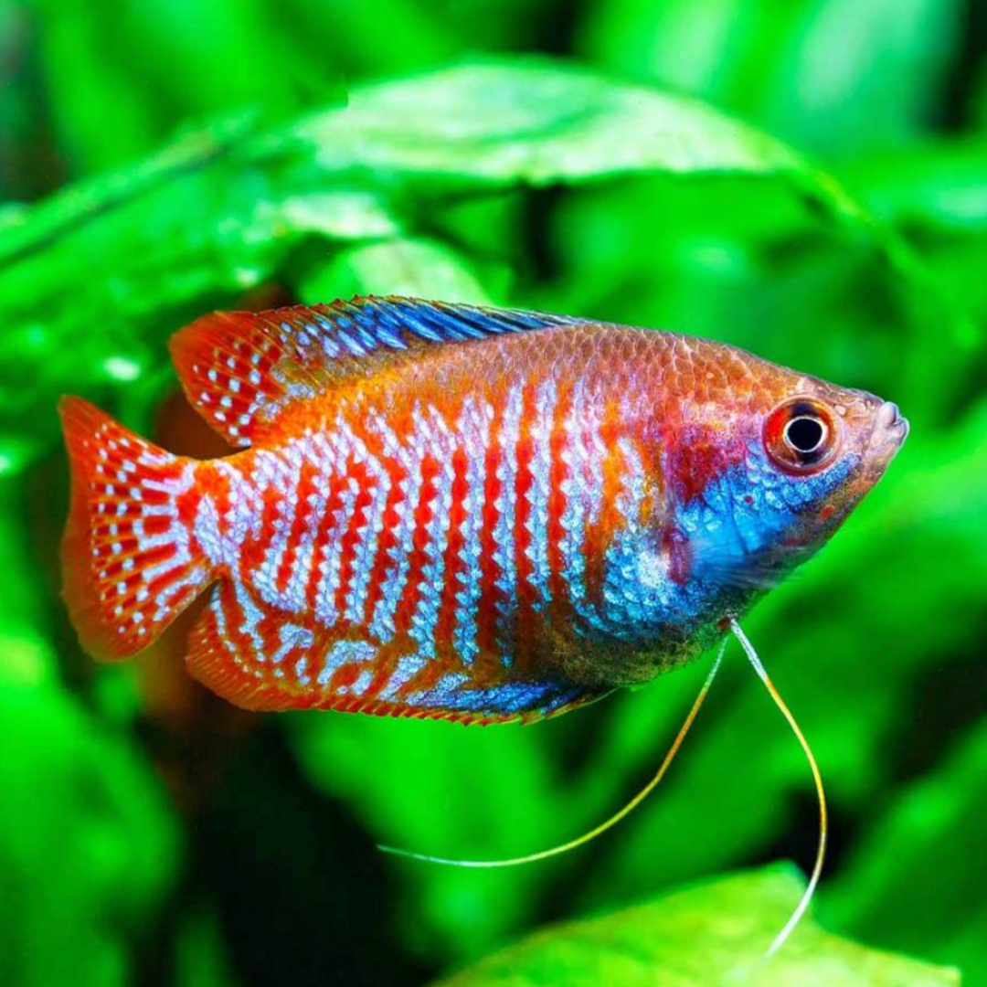 Colisa Lalia - Dwarf Rainbow Gourami