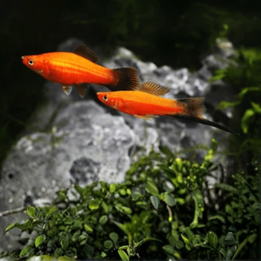 Xiphophorus Helleri - Red Wag Hi-Fin Swordtails