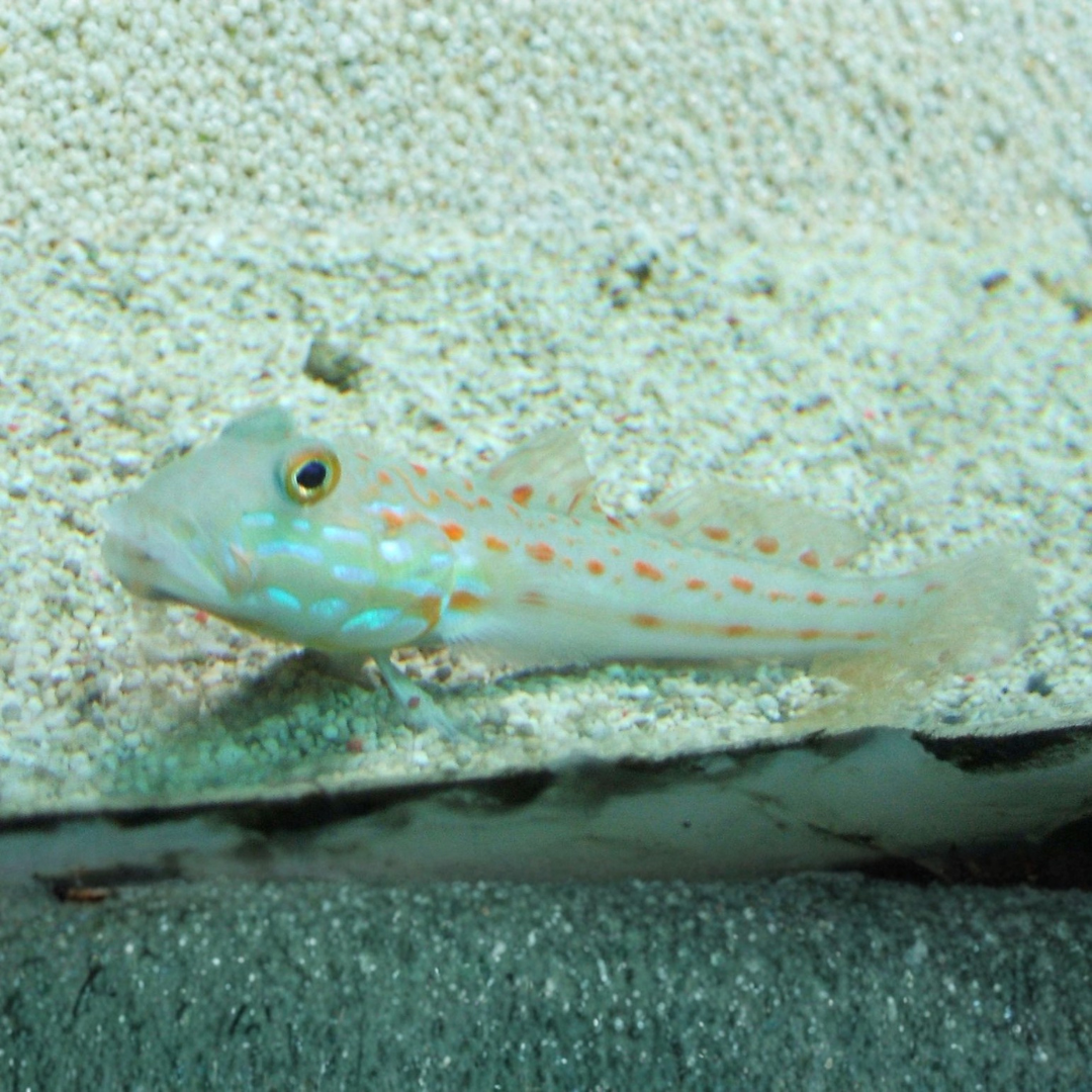 Valenciennea Puellaris - Orange Spot (Diamond) Goby.png