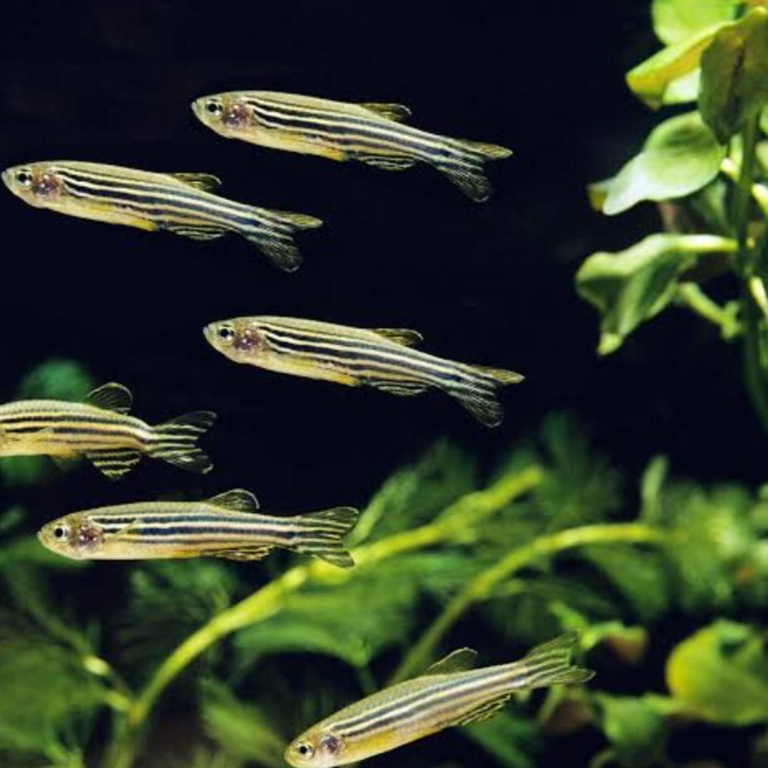 Zebra Danio