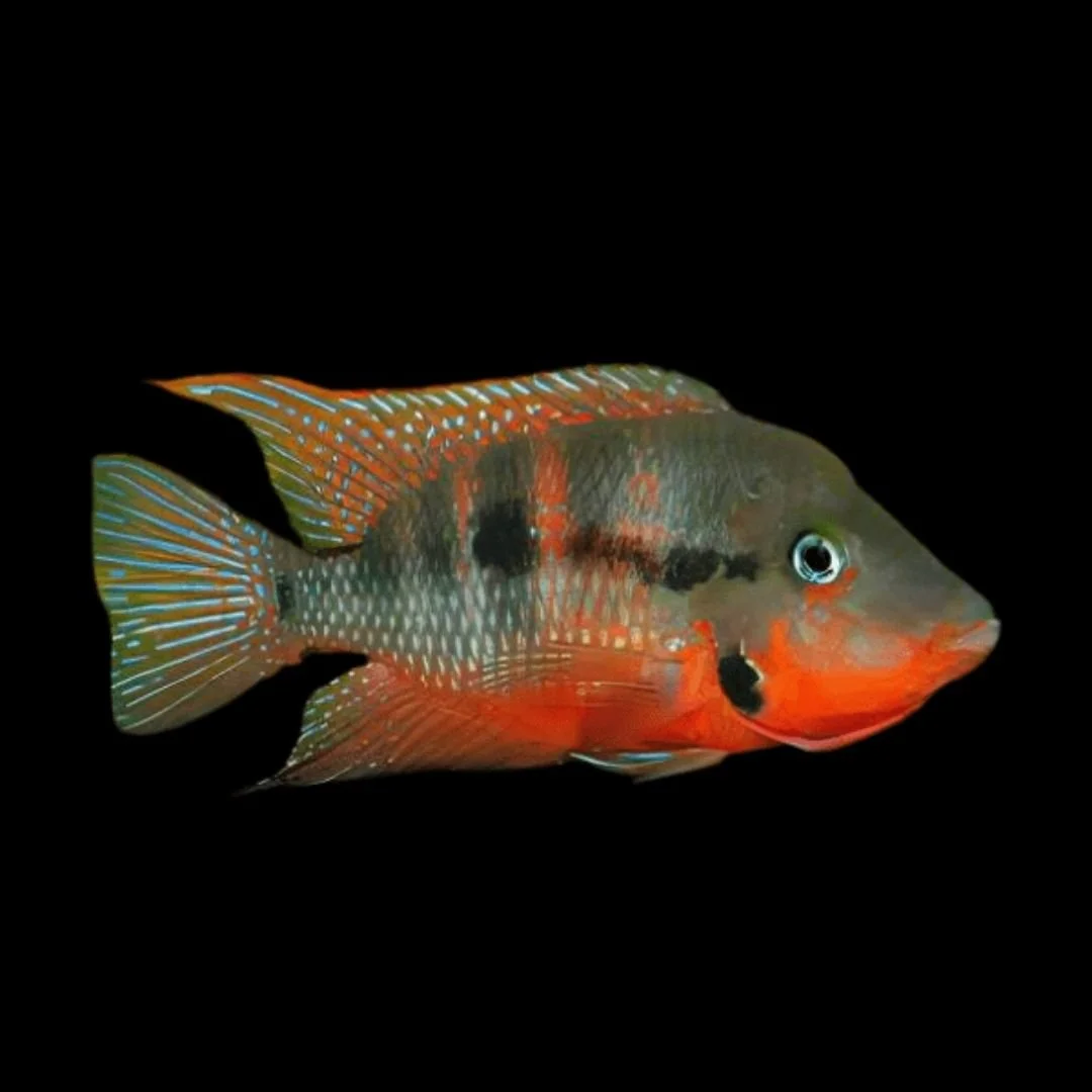 Thorichthys Meeki - Firemouth Cichlid