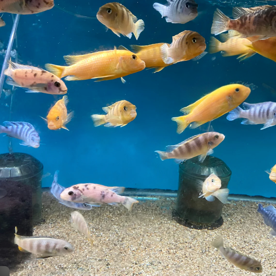 Assorted Large Mbuna Chichlids