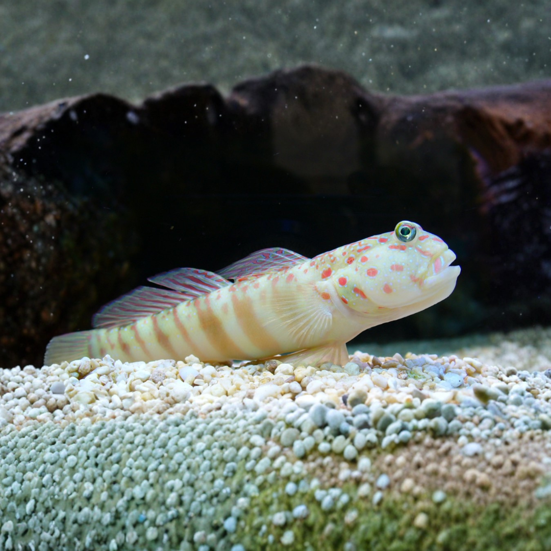 Cryptocentrus Leptocephalus - Pink Speckled Shrimp Goby