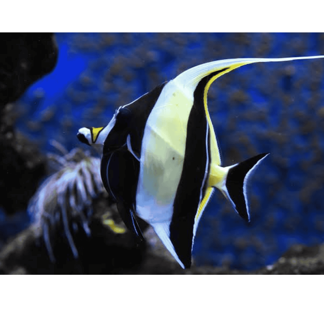 Zanclus Cornutus - AFRICAN Moorish Idol