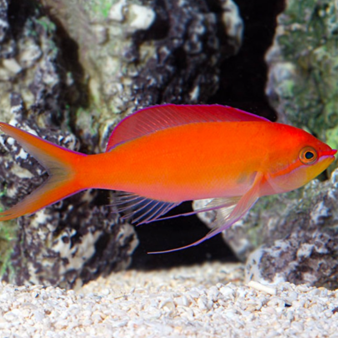 Mirolabrichthys Dispar - Dispar Anthias.png