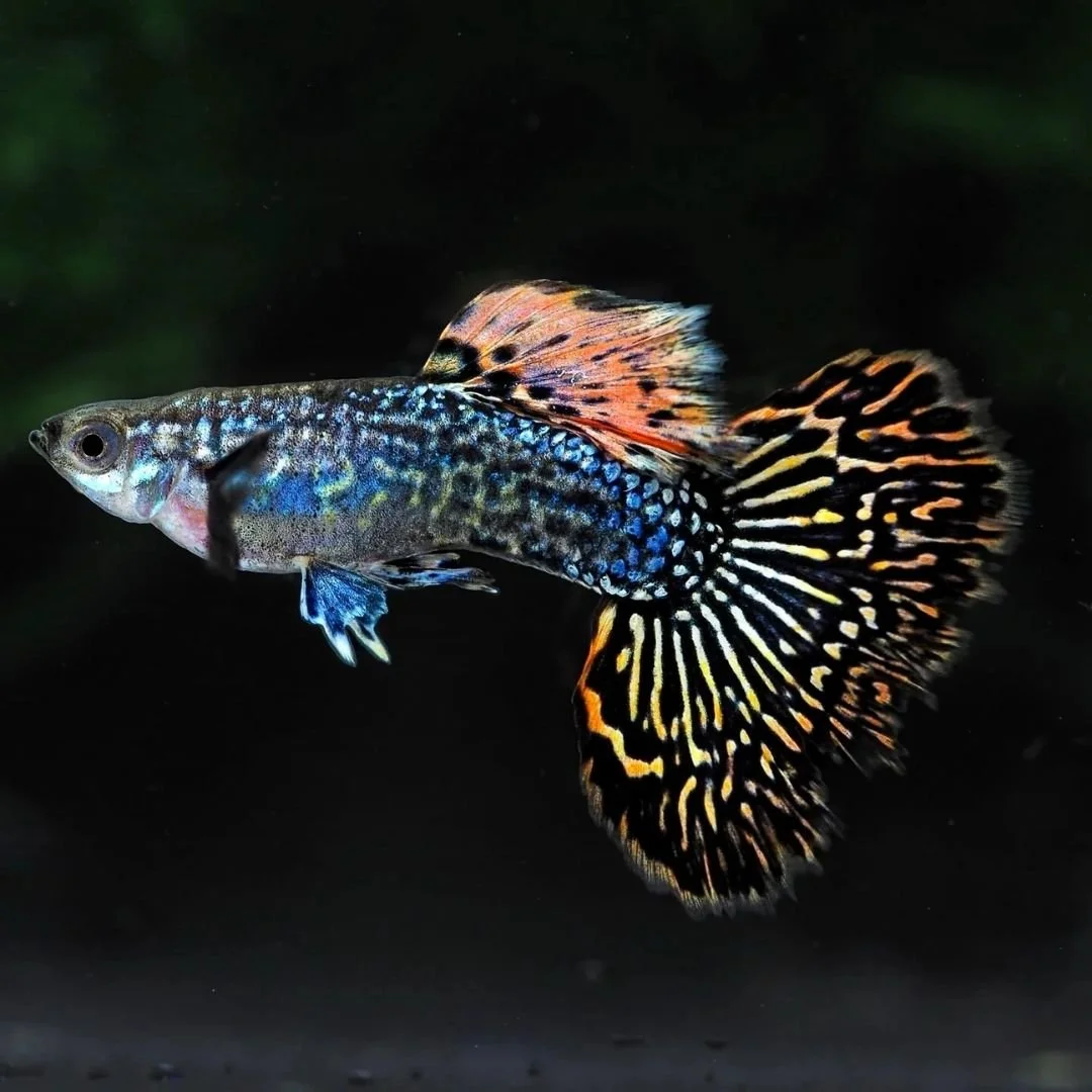 Poecilia Reticulata - Red Metal Dragon Guppy