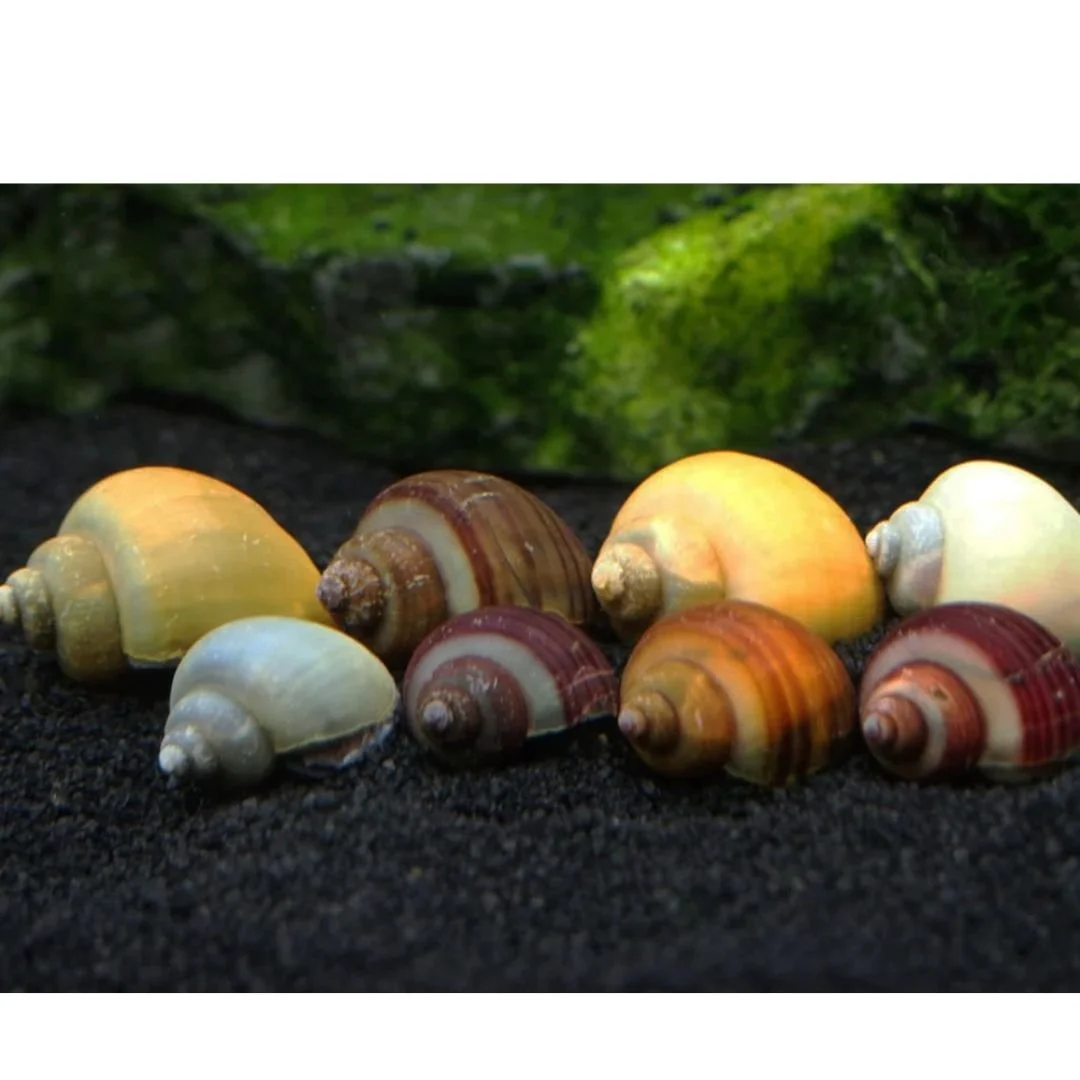Pomacea Sp. - Mystery Snail - Mixed.jpg