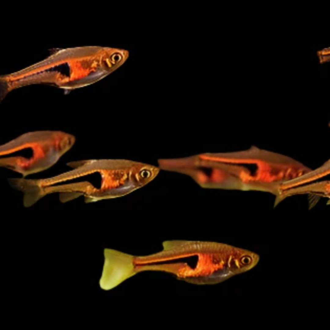 Rasbora Heteromorpha - Harlequin Rasbora