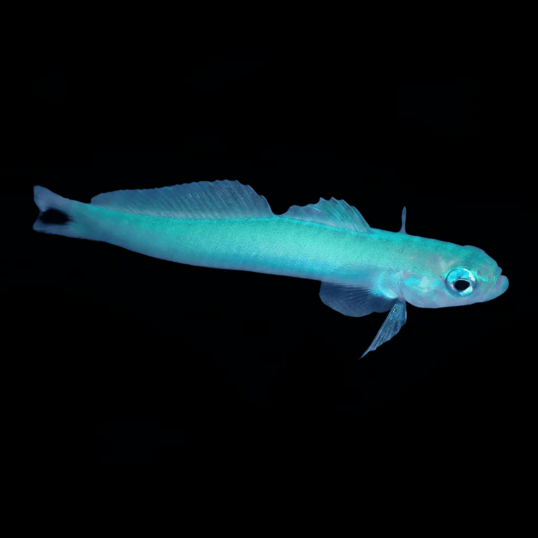 Ptereleotris Microlepis - Blue Gudgeon