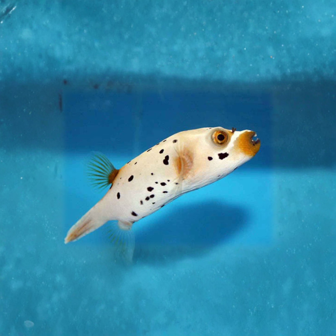 Arothron Nigropunctatus - Dogface Puffer.png