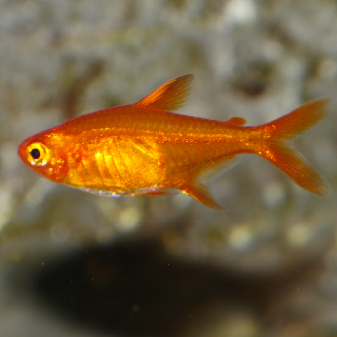 Hyphessobrycon Amandae - Ember Tetra