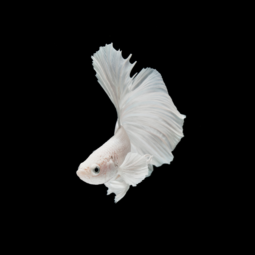 Butterfly Betta