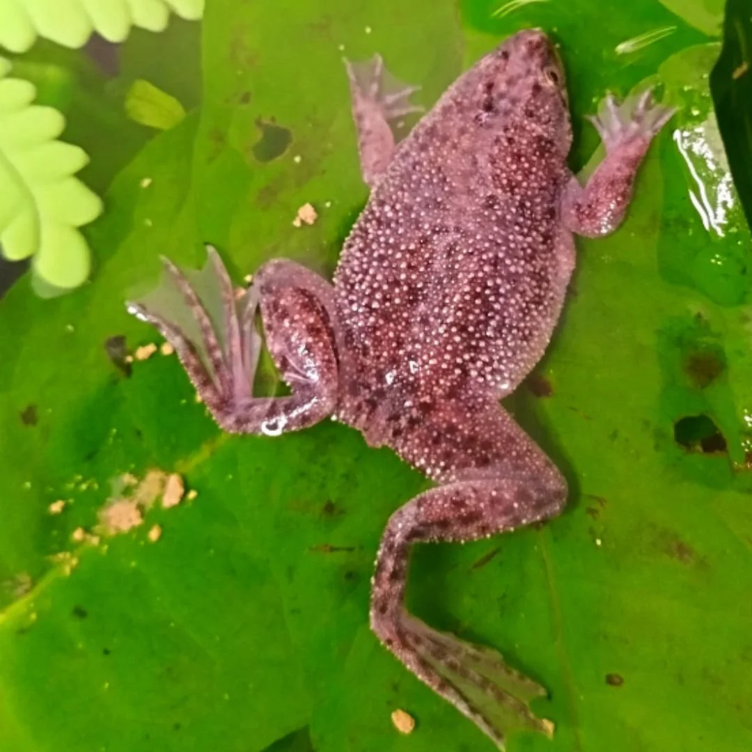 African Dwarf Frog