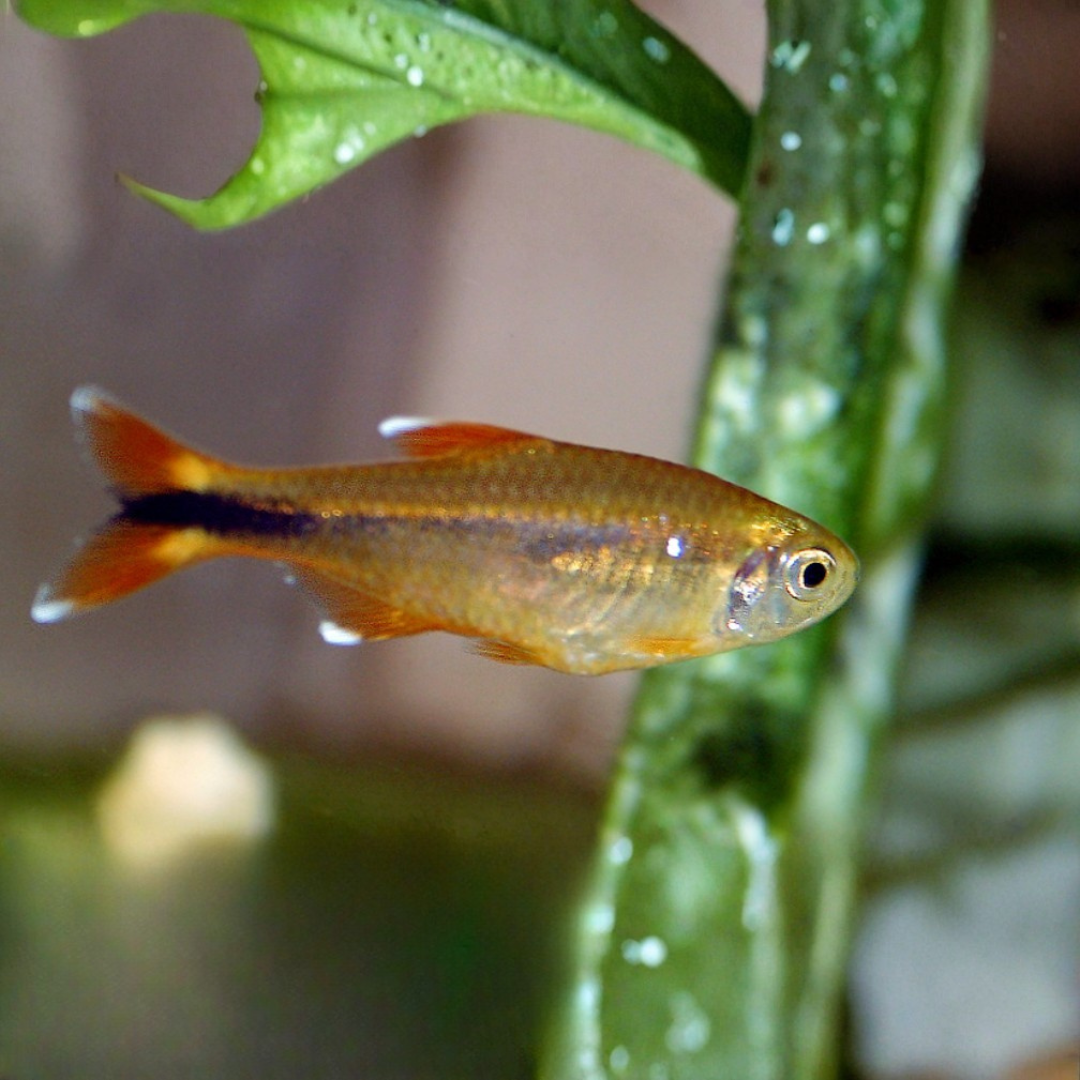 Hasemania Nana - Silver Tip Tetras