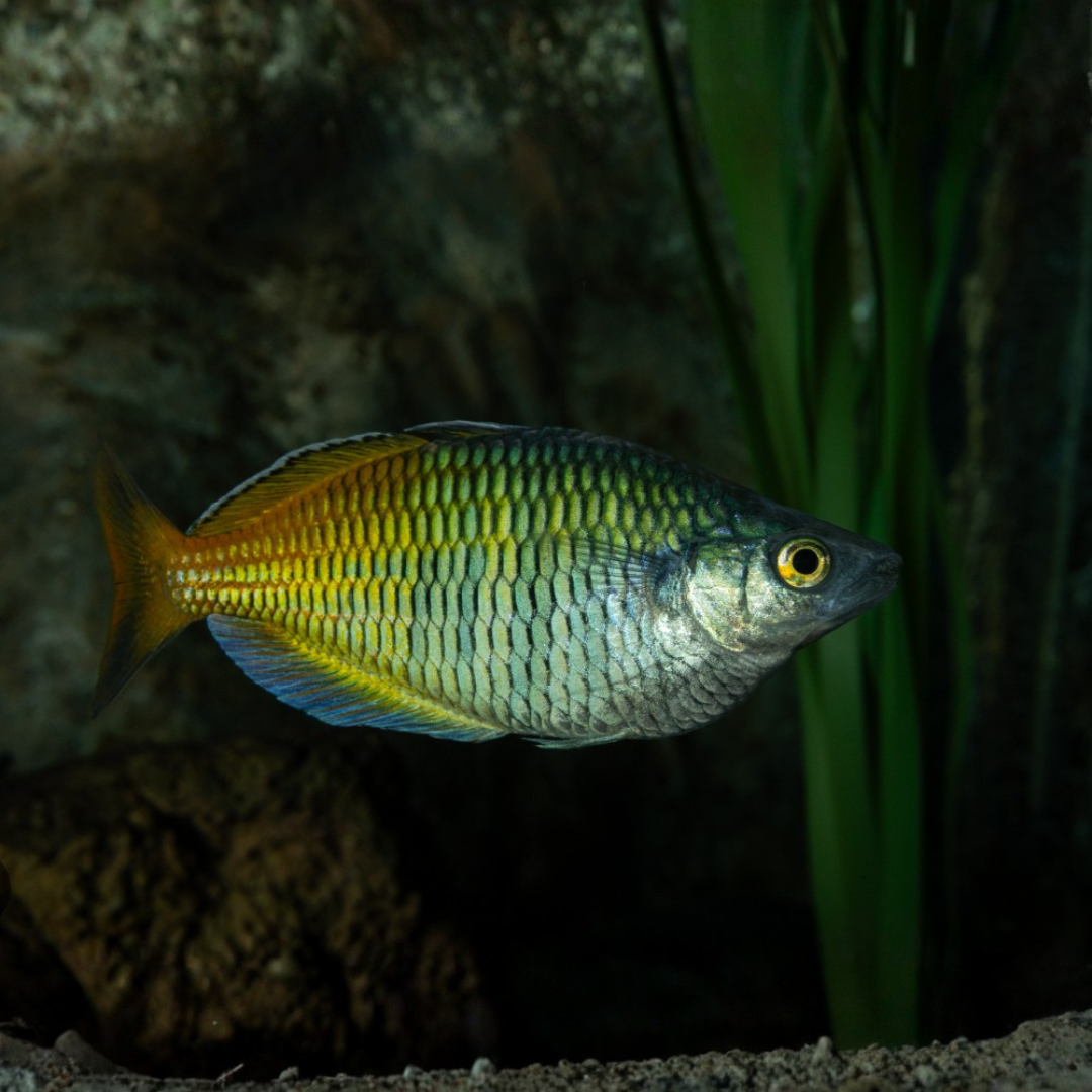 Malenotaenia Bosemani - Bosemani Rainbow