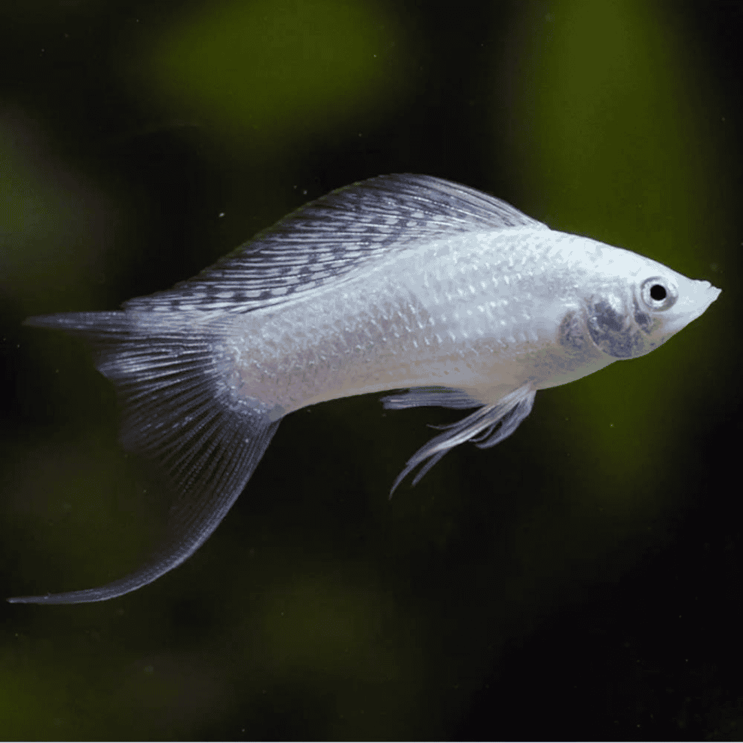 Poecilia Latipinna - Silver Molly