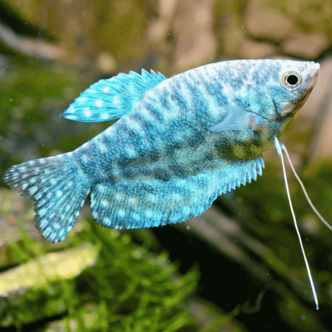Trichogaster Trichopterus - Blue Gourami