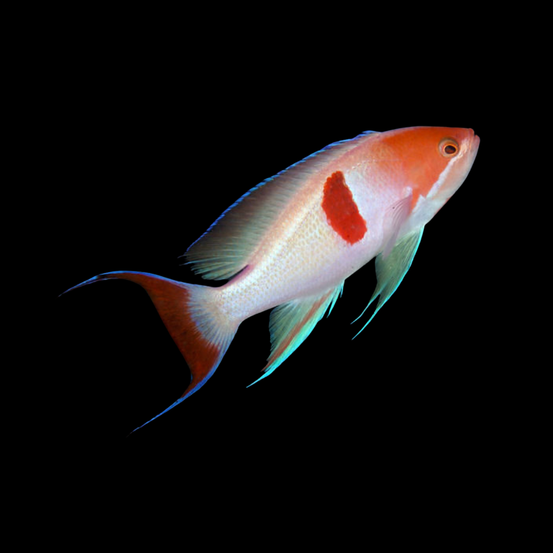 Pseudanthias Rubrizonatus - Tricolor Anthias.png