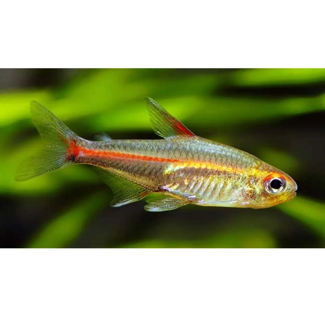 Hemmigrammus Erythrozonus - Glowlight Tetras