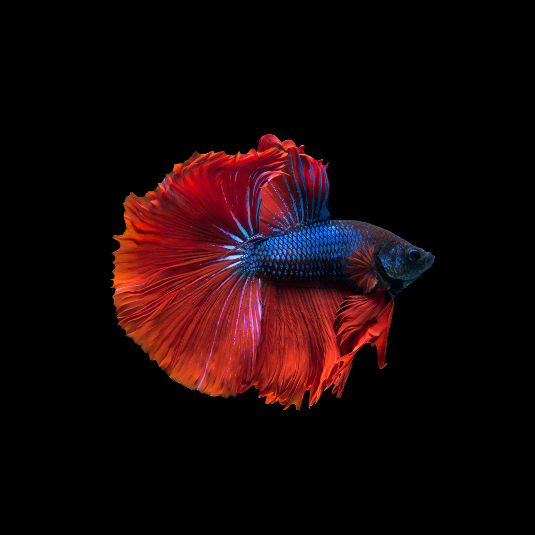Halfmoon Betta