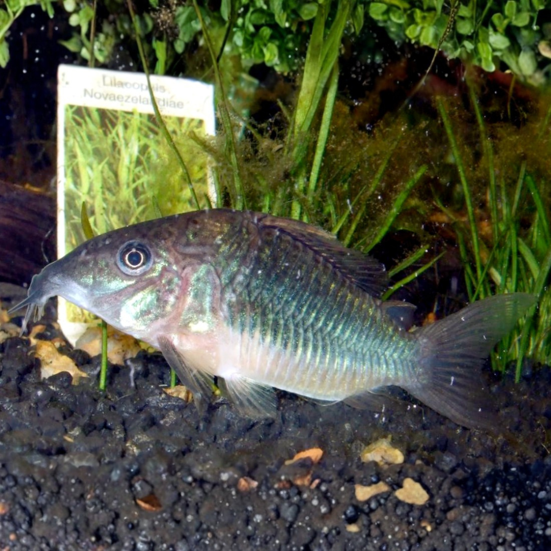 Brochis Splendens - Emerald Green Brochis.png