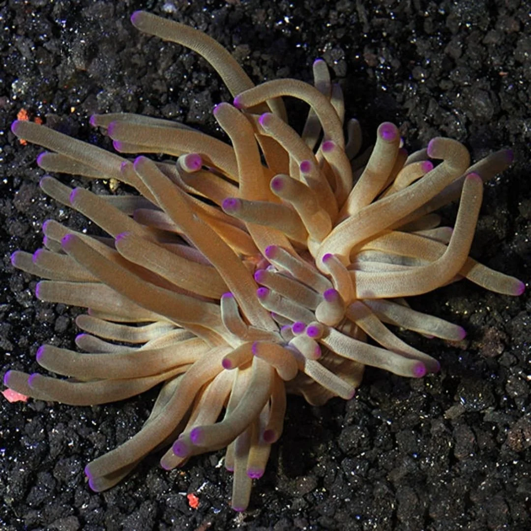 Condylactus sp. - Haitian Condy Anemone.jpg